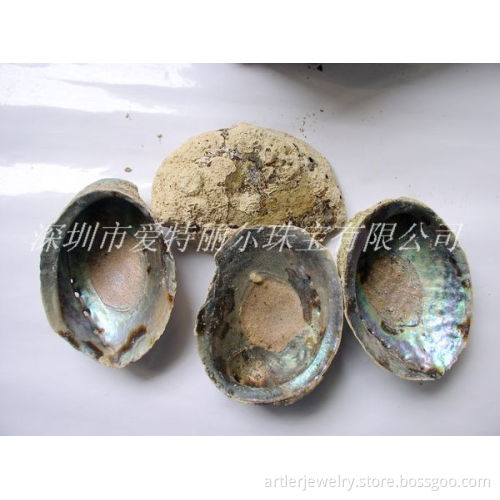 Abalone shell raw material